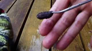 Huge Botfly Maggot Removed From A Chipmunk Cuterebra Larva [upl. by Nnairret]