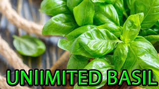 How to Grow Basil from a Cutting  Soil and Water Method [upl. by Marie-Ann844]