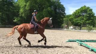 Tuto entrainement 2  les cavalettis [upl. by Ellertnom80]