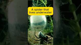 A Spider That Lives Underwater [upl. by Gennifer]