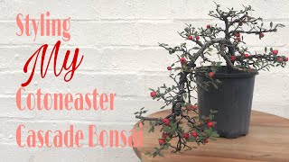 How to  Styling My Cotoneaster Cascade Bonsai [upl. by Willet]