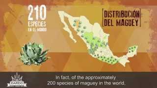 La producción del Mezcal y los destilados de agave [upl. by Yentiw751]