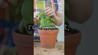 Top Tips To Control Insects at Home insects fyp homeworklance shorts insectsolution [upl. by Ikceb]