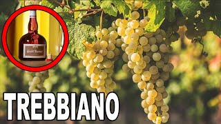 Trebbiano Facts in 2 Minutes or Less  ReWine wbschwitty [upl. by Akli140]