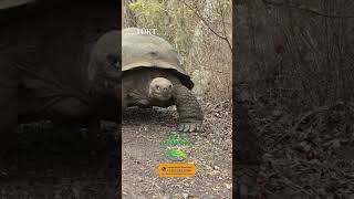 ¿Por qué visitar las Islas Galápagos en Ecuador Parte I galápagos viajesporelmundo excursion [upl. by Ahsa726]