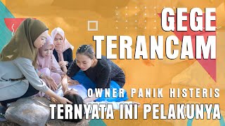 GEGE TERANCAM OWNER PANIK HISTERIS TERNYATA INI PELAKUNYA [upl. by Lauren]