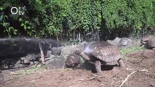 Des tortues géantes à La Réunion [upl. by Scrivens831]