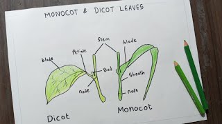 Monocot amp Dicot Leaves Diagram  Label Drawing Of Monocot amp Dicot Leaves  Science Diagram [upl. by Kurtzman672]