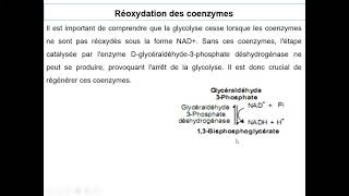 Catabolisme des glucides [upl. by Shuma801]