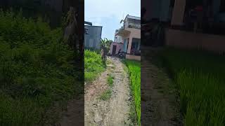 Maile Afno Ghar Ko Side Dhan Laga Ko Xu shortsvideo bhairhawa Dhan ropdai [upl. by Justinn19]