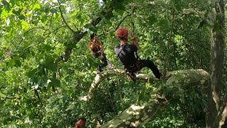 Série quotPrendre lairquot  leur passion grimper aux arbres en CharenteMaritime [upl. by Herrick]