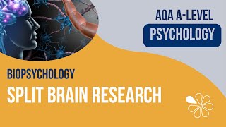 Split Brain Research  Biopsychology  ALevel Psychology [upl. by Yeruoc537]