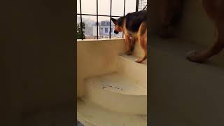 German shepherd dog barking sound  gsd barking sound  dog barking  puppy barking  dog voices [upl. by Aneleiram423]