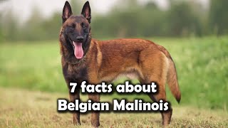 7 fascinating facts about the Belgian Malinois [upl. by Claudian]