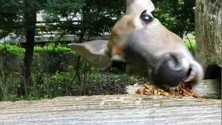 Deer eating food up close in HD [upl. by Iover]