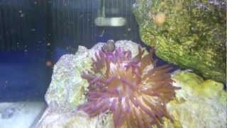 New Macrodactyla Doreensis anemone 3 [upl. by Anaugahs]