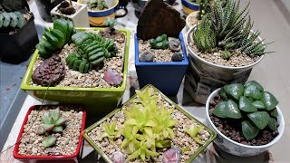 HAWORTHIA  How to Repot amp Propagate [upl. by Ahsiner]