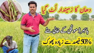 Empty grains issue in hybrid rice panicles  Reason behind low paddy grains yield Abid Ali Agrarian [upl. by Kyte900]