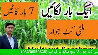 Sorghum Sudan grass cultivation  Best summer fodder  Multicut jawar  Sudan grass seed  Plant [upl. by Hacim235]