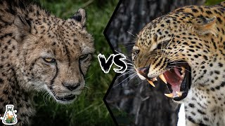 Cheetah VS Leopard  Who Would Win [upl. by Milda]