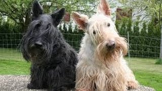 Scottish Terrier Scottie [upl. by Nered]