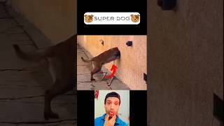 Amazing Dog shorts funnyanimal [upl. by Retseh]