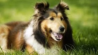 Pastor de Shetland Shetland sheepdog Sheltie  Raza de Perro [upl. by Moran]