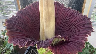 Amorphophallus titanum ‘Lupin’ opening day progression [upl. by Chemar]