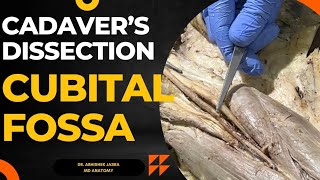 Content of CUBITAL fossa on CADAVER  Must watch DrAbhishekJasra [upl. by Aehsal]