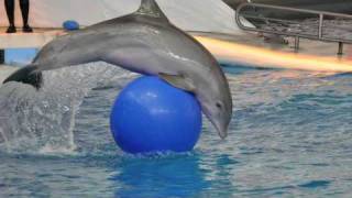 Wild Dolphin quotAsksquot Divers to Help Free Itself from Hook [upl. by Bihas]