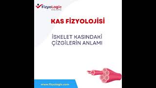 FİZYOLOGİC KAS FİZYOLOJİSİ  İSKELET KASINDAKİ ÇİZGİLERİN ANLAMI [upl. by Eneleh]