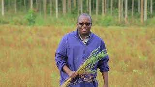 PLANTING AND HARVEST OF FLAX SEEDS WITH OMUKENKUFU NYANZI JULIUS Part 2 [upl. by Nada]