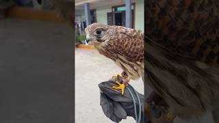 Training Kestrel  Huấn luyện chim Cắt nhỏ By Hoan Hoàng [upl. by Linson]