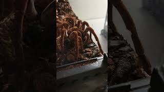 Male Goliath Bird Eating Tarantula Spider Feeding [upl. by Sremlahc]