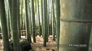 報国寺 鎌倉 Hokokuji Kamakura JAPAN [upl. by Tomlinson]