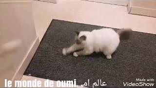 mon chat قطي لمحبي القطط😍❤ [upl. by Manly]