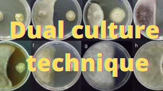 Dual culture technique of fungi and biocontrol agent 🧫🔬 [upl. by Kenimod13]