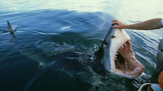 Great White Shark encounters that will TERRIFY you [upl. by Kermy]