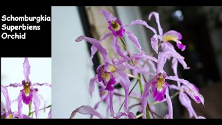 Gorgeous Orchid  Schomburgkia Orchid  Schomburgkia Superbiens  Pretty Orchid [upl. by Dymoke325]