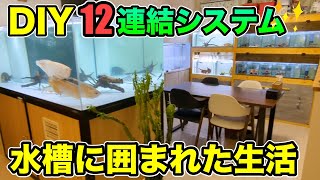 ほぼ『DIY』自作水槽システムの圧巻の水槽部屋「アクアリウムのある暮らし」『プレコL236スーパーホワイト』 インペリアルゼブラプレコ繁殖 アロワナ ダトニオも [upl. by Devinne]