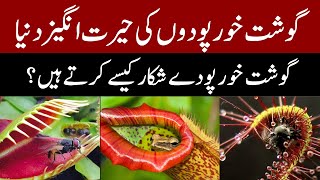 How do carnivorous plants hunt  The meateaters plant [upl. by Car96]