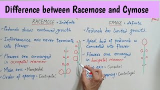 Difference between Racemose and Cymose Inflorescence  Racemose Vs Cymose Inflorescence Bilingual [upl. by Race]