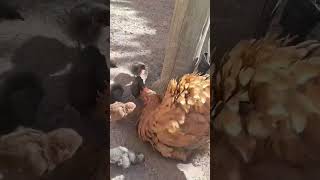 pollo aves chicken gallinas hen shorts shortsviral viralshort animals farming roosterfyp [upl. by Londoner585]