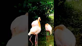 Beautiful flamingo quarreling [upl. by Haliak702]