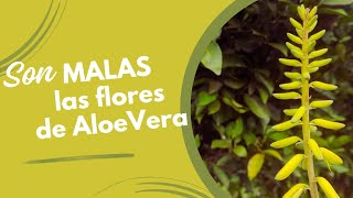 📣 Las Flores de Aloe Vera se pueden consumir [upl. by Eniac866]