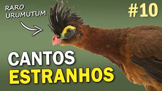 AVES com CANTOS ESTRANHOS 10  Pássaros brasileiros com vocalizações intrigantes [upl. by Aisila]