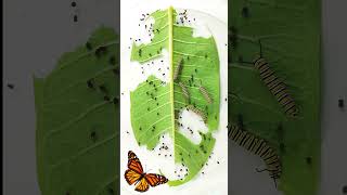 Monarch butterfly caterpillar time lapse [upl. by Yerffej]