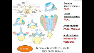 Embriología esqueleto axial columna vertebral costillas esternón [upl. by Enirolf]