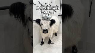 My Cows Halloween Bath Routine 👻 [upl. by Liss]