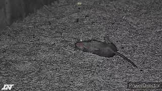 Rat shooting at close range DNT Optics Bsa ultra se Sharpeyematthews [upl. by Drew297]